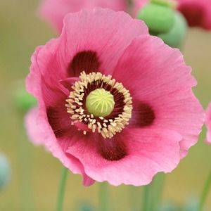 Meet your Posher, It is Wednesday!